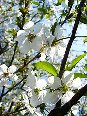 Image showing Blossoming cherry