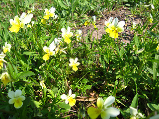 Image showing many beautiful yellow buttercups