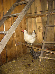 Image showing two hens walk on a stall