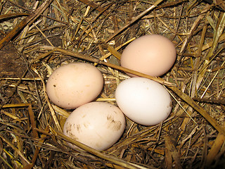 Image showing Nest of the hen with four eggs