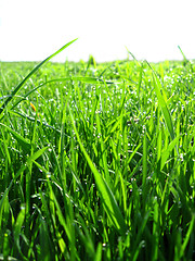 Image showing Thrickets of a high green grass