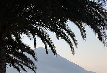 Image showing Palm leafs