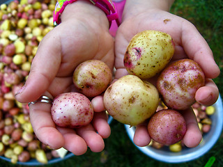 Image showing palms full of potatoes