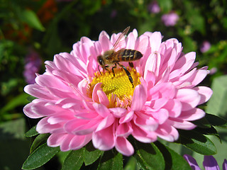 Image showing a little bee on the pink aster