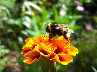 Image showing the bumblebee on the tagetes