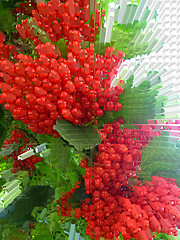 Image showing Abstract clusters of a red ripe guelder-rose