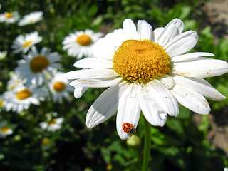 Image showing a ladybird on the white chamomile