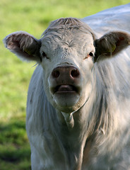 Image showing cow