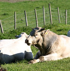 Image showing bull