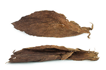 Image showing Dried tobacco leaves