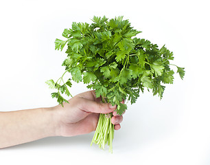 Image showing Fresh parsley