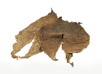 Image showing Dried tobacco leaves