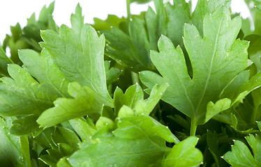 Image showing Fresh green parsley