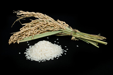 Image showing Rice baldo and branch