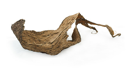 Image showing Dried tobacco leaves