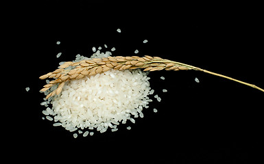 Image showing Rice baldo and branch