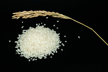 Image showing Rice baldo and branch