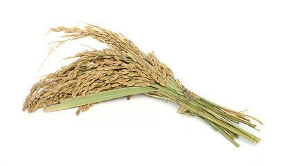 Image showing Rice branch baldo