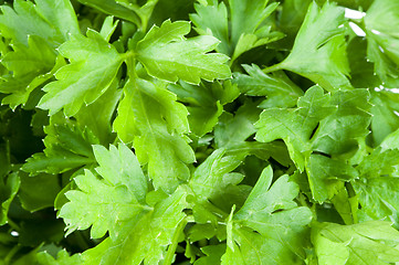 Image showing Fresh green parsley