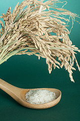 Image showing Rice baldo in wooden spoon