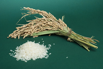 Image showing Rice baldo and Rice branch