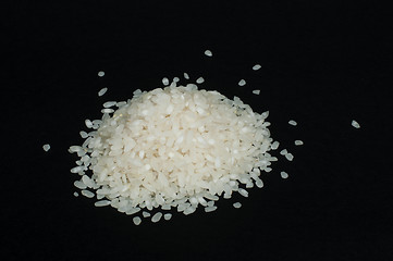 Image showing Rice baldo and branch
