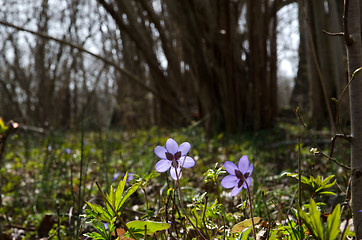 Image showing Blue anemones