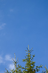 Image showing Spruce tree tops