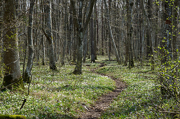 Image showing Footpath in springtime