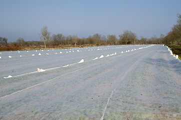 Image showing Textile covered field