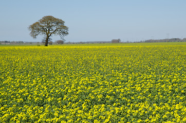 Image showing Tree at rapeseed field