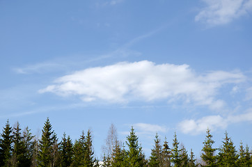 Image showing Spruce horizon