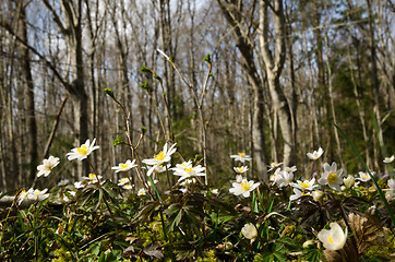 Image showing Wood anemones