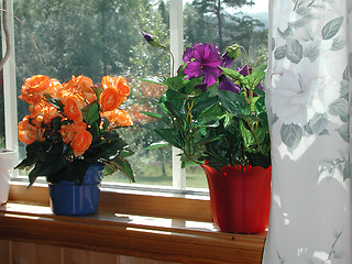 Image showing flowers in the window