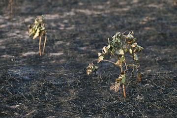 Image showing After the forest fire