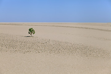 Image showing Lonely plant in the desert