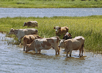 Image showing Cows at a riverbank