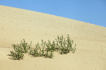 Image showing Plants in the sand