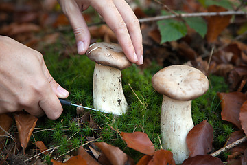 Image showing Collecting mushrooms in the woods