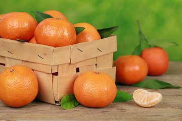 Image showing Harvesting tangerines