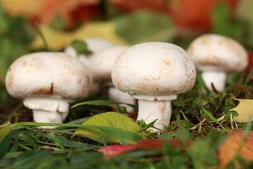 Image showing Ripe mushrooms in a forest
