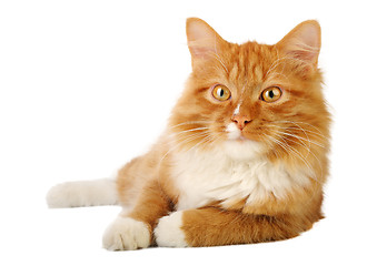 Image showing Ginger cat