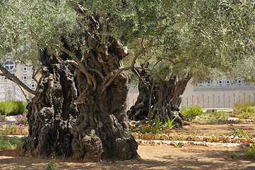 Image showing Garden of Gethsemane