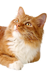 Image showing Ginger cat