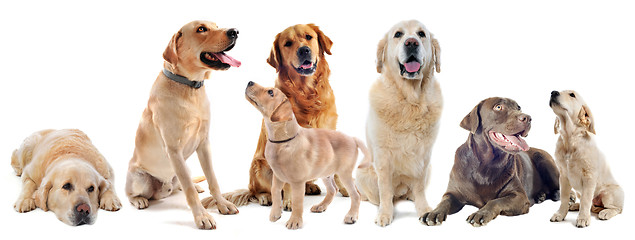 Image showing golden and labrador retriever