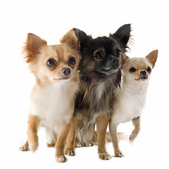 Image showing chihuahuas