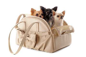 Image showing travel bag and chihuahuas