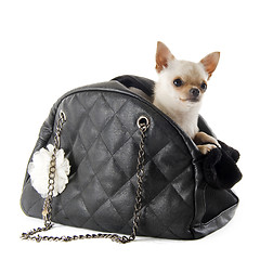 Image showing travel bag and chihuahua