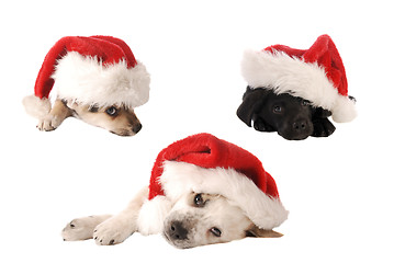 Image showing Santa Hat Christmas Puppies