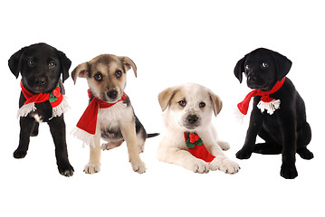 Image showing Puppies in Christmas Holiday Scarves